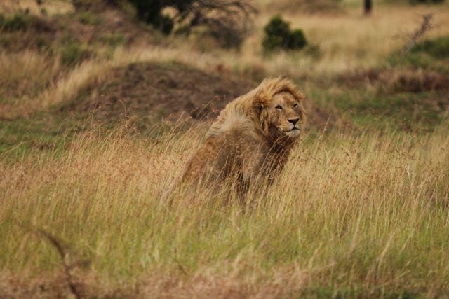 The Masai Mara is a unique area with a constant and unrivalled flow of wildlife throughout the year.