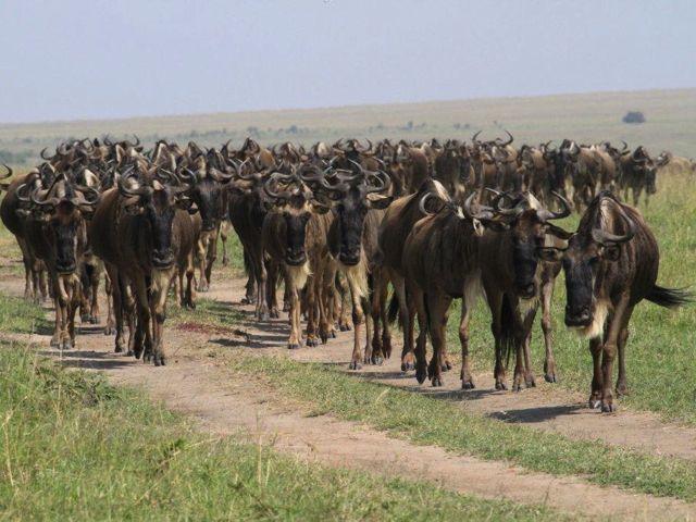5 million wildebeest and zebra surge up from the Serengeti plains in their annual search for the seasonal grasses that sustain them.