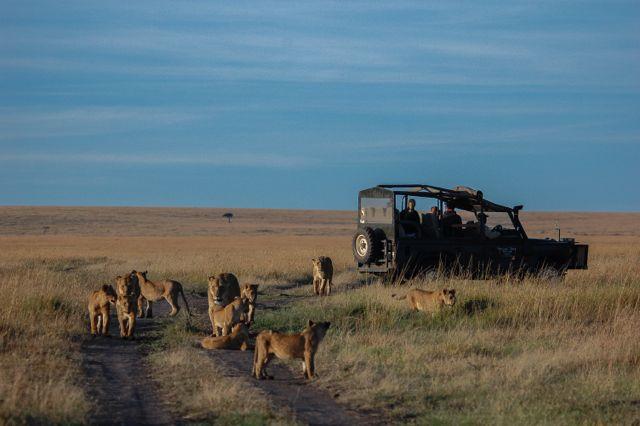 Activities Game viewing excursions: 3 game viewing excursions per day, early and mid morning as well as in the afternoon with experienced driver guides in the Masai Mara Game Reserve (included in