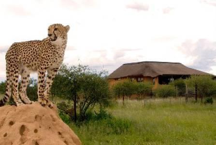 Okonjima s AfriCat Day Centre, a wonderful highlight with which to conclude your safari.