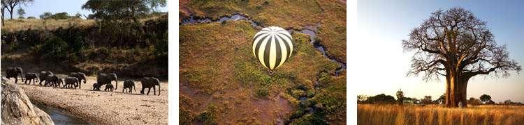 The Tarangire-Lake Manyara eco-system is a region of dense bush as well as high grasses and old baobab trees.