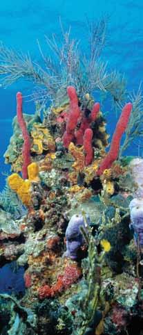 Forests & Coral Reefs Aboard the