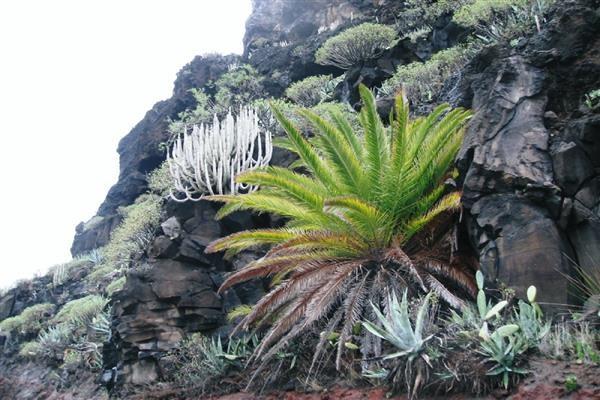 Gomera. Day: 9 - Costa Adeje (B,D) Travel to Los Cristianos, Tenerife by ferry and transfer to our hotel in Costa Adeje by road.
