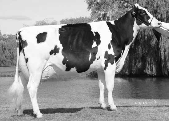 milking maternal sisters all scored VG as two year olds Proven show success from the maternal great granddam being Grand Champion at the