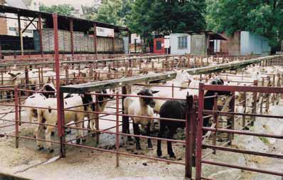 50 Cattle market by Tub s Hill station, 1990s. The animal market took place on Monday mornings. Sheep were brought in and penned.