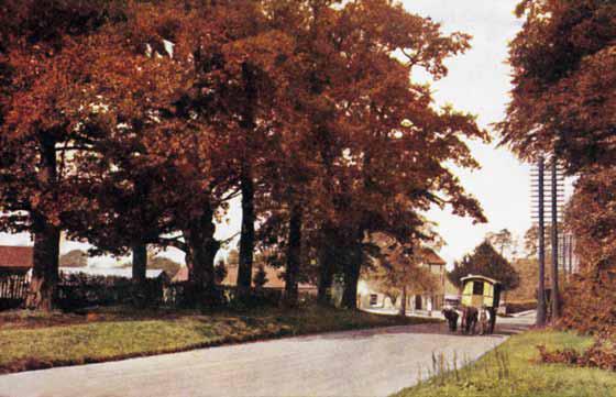 79 Seven oaks, Tonbridge Road, from an early 20th-century postcard. The seven oaks, symbolising the town, were planted south of Sevenoaks in the 18th century.