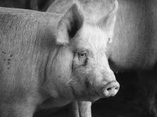 Svinje Dawn - nestaπna, osjeêajna i senzibilna svinja sada æivi na Farm Sanctuaryju. neprestano skviëe pa je nazvao policiju.