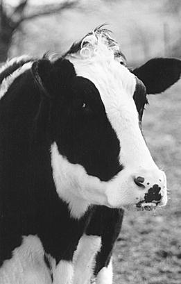 Mlijeko i govedina koju sam vidio. Kad su se Alby i ostala telad poëeli oporavljati, Baustoni su tuæili vlasnika farme.
