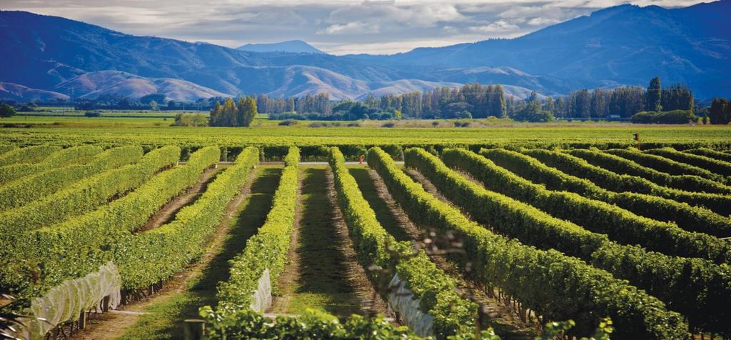DAY 8: BLENHEIM (B,L) 16th NOVEMBER 2016 Winery Tour/Lunch & Chocolate tasting Blenheim is the central hub for Marlborough s wine industry with more than 100 wineries in the area.