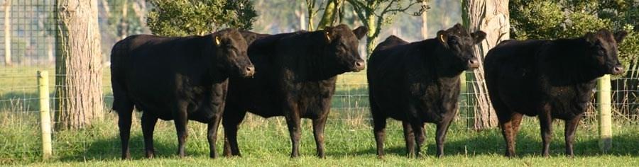 They use quite a few of their top yearling bulls themselves over their yearling heifers and cows, but overall Michele says they haven't gotten the Kiwis around to the idea of using yearling bulls in