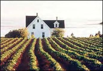 PEI potato field (John Sylvester/PEI Tourism) Abram-Village is at the junction of Route 11 and Route 124.