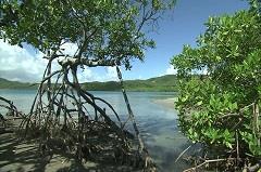 Enjoy riding your Kayak while discovering the mangrove of the island. The Mangrove is a coastal littoral forest, amphibian, in a flooded part that is only found in the tropics.
