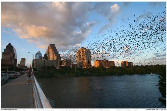 Congress Bats When engineers reconstructed downtown Austin s Congress Avenue Bridge in 1980 they had no idea that new crevices beneath the bridge would make an ideal bat roost.