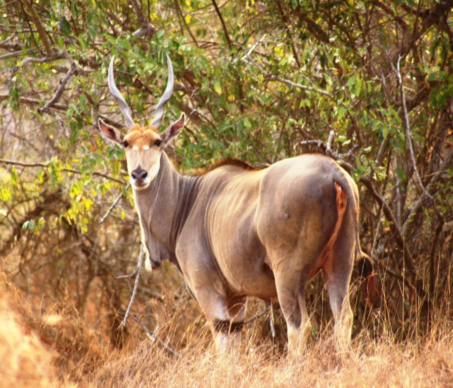 Eland the largest of all