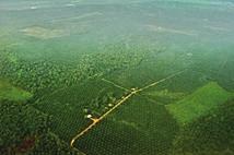 Tropski gozd izginja, da naredi pot palmovemu olju (foto: creative commons.