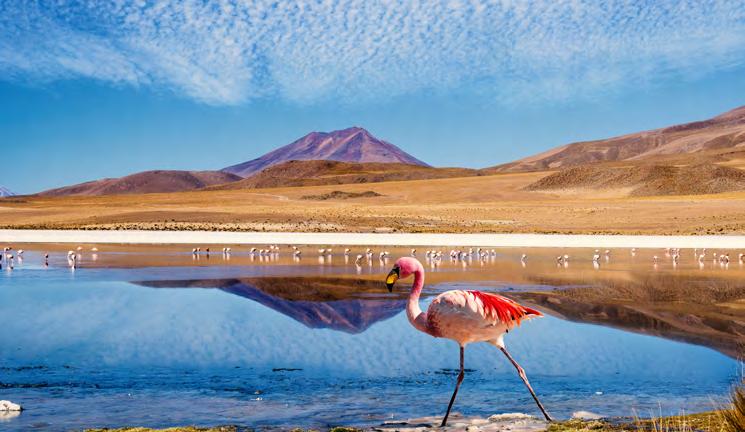 Bolivia s varying landscapes are home to a wide range of Bolivian wildlife and it is the only place in South America where three types of