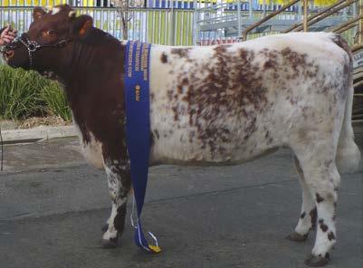 Glenmount Chantilly Lace: Senior Champion Beef Shorthorn Female, Royal Melbourne Show 2016 Also Grand Champion Female, Ballarat Feature Show 2016 Above: Glenmount Chantilly Lace