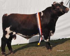 2016 Royal Adelaide Show Results Judge Mr Dion Brook, Eloora Shorthorns Beef Shorthorn Grand Champion Bull Roly Park Limbo Grand Champion Female Roly Park Lassie Thanks to all