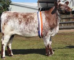 Beef Shorthorns were the Feature Breed at the 2016 Ballarat show, thanks for your great support from members.