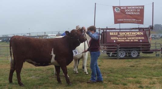 The Ballarat A & P Society celebrated its 150 th Annual Show on the weekend of 11-13 November. The Society was honoured to be asked to participate as the Feature Beef Cattle Breed.
