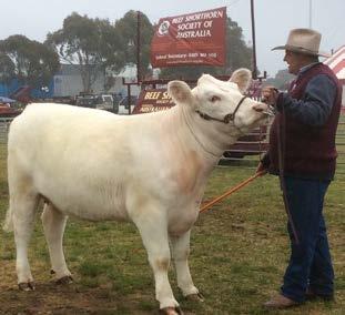 In all, between 90 and 100 cattle were exhibited, other breeds represented being Poll Hereford, Santa Gertrudis, Simmental, Charolais, Limousin, Belted Galloway, Poll Highland and Lowline.