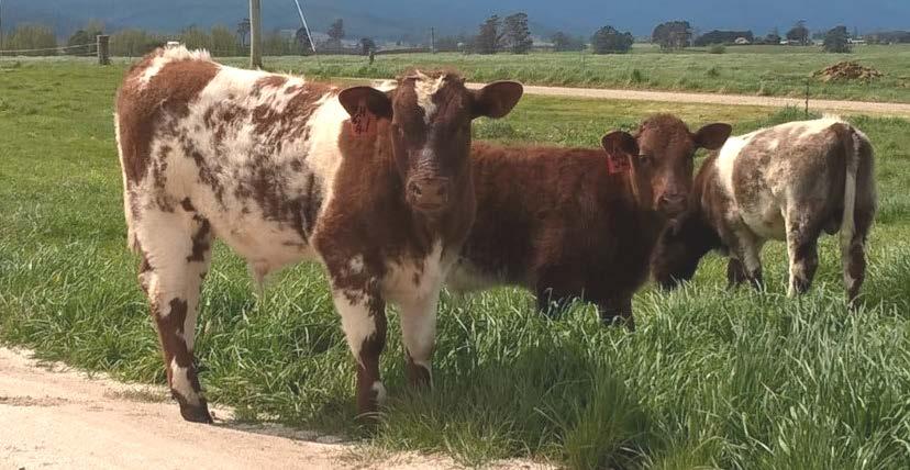 NORTH EASTERN BEEF SHORTHORNS Graeme and Cindy Walsh 42-44 Peddles Road LEGERWOOD TAS 7263 (03) 63 532 339 NORTH EASTERN TERRY Born 21 st June 2016 Stock & Land Autumn Beef Week 27 January 4 February
