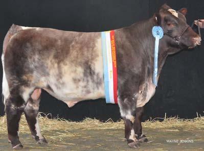 Merridale cattle have been successful at Sydney Melbourne and Adelaide, gaining Interbreed Champions at all these