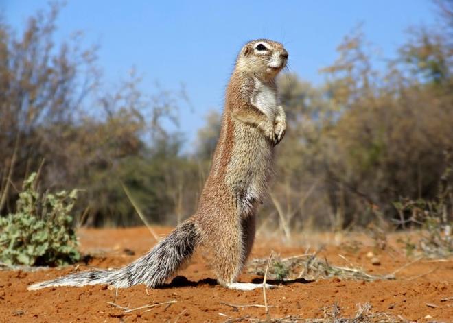 Ground squirrel in the Kalahari Desert We are very proud to have