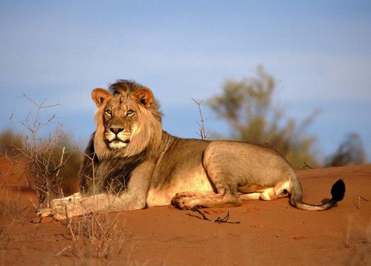 The park transcends national borders, covering portions of Botswana, South Africa and Namibia and is known as one of the best places in Southern Africa to see predators without any crowds.
