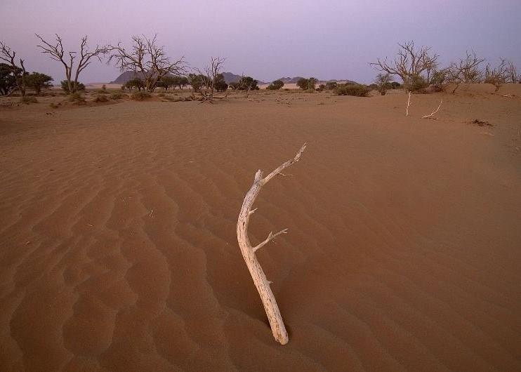 Many people think deserts are lifeless, however, walking through the dunes you will soon realise this is not so.
