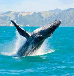 Humpback whale Dunedin Rotorua living there including traditional and contemporary Maori artists.