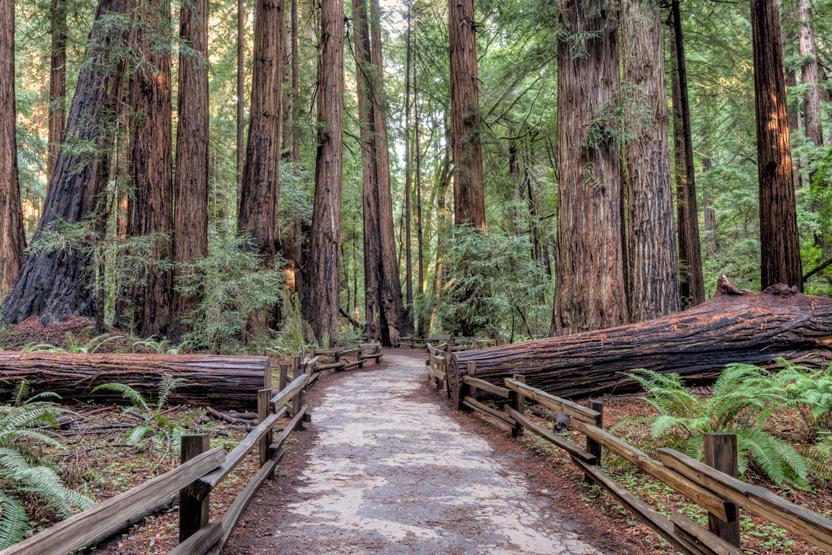 MUIR WOODS/SAUSALITO 8:00 AM 2:00 PM Muir Woods was once home to the Coast Miwok people, who hunted deer in the forest. With the Gold Rush there came a great need for timber, meat, crops and land.