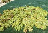 main varieties of white wine characterized as PDO Santorini (Protected