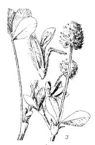 Trifolium olivaceum (T.