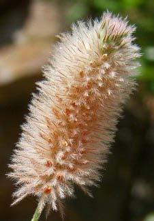 Trifolium arvense*