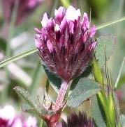 Trifolium fucatum sour