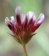 ..trifolium microcephalum (small-headed clover) 14 Involucre individual lobes toothed or cut more than once (see illustration pg. 28); plant hairs 0 or soft hairy 15.