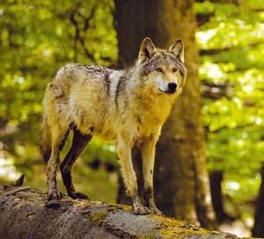 Lov na području Nacionalnog parka nije dozvoljen, kao što nije dozvoljeno loviti i primamljivati životinje hranom, vodom i ostalim sredstvima 300 m od granice Nacionalnog parka.