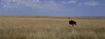 The steppe and savanna regions are characterised by large open areas of tall grass like that shown in the picture (left).