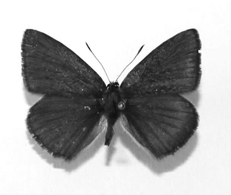 Polyommatus admetus in Croatia 223 Material and Мethods Butterflies were collected with an entomological net and only two specimens per locality were sacrified and stored in a private collection