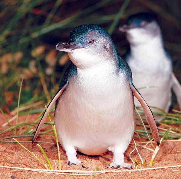 Melbourne Day T ours Great Ocean Road or Penguin Parade $115 GREAT VALUE PREMIUM COACH TOURING 1300 850 850 24 HOURS FREE HOTEL