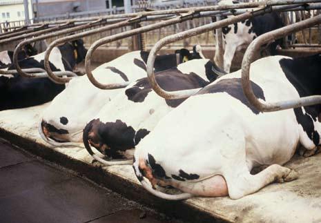 - udobno ležište smanjuje stres životinja, jer krava mora