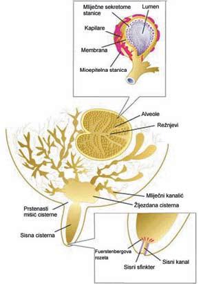 Shematski prikaz anatomije vimena Izvor: web stranice www.delaval.com Mliječna žlijezda se sastoji iz sekretornog i vezivnog tkiva.