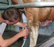 Pranje vimena Sušenje vimena Nakon priprema potrebno je izmusti prve mlazeve mlijeka i obavezno ih ukloniti izvan staje, provjeriti