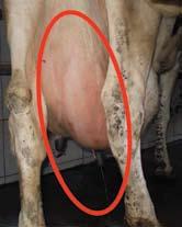 Muzni uređaji mogu omogućiti prijenos patogena između krava i između četvrti vimena.
