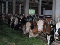 Individualno su uzeti uzorci mlijeka od problematičnih krava i