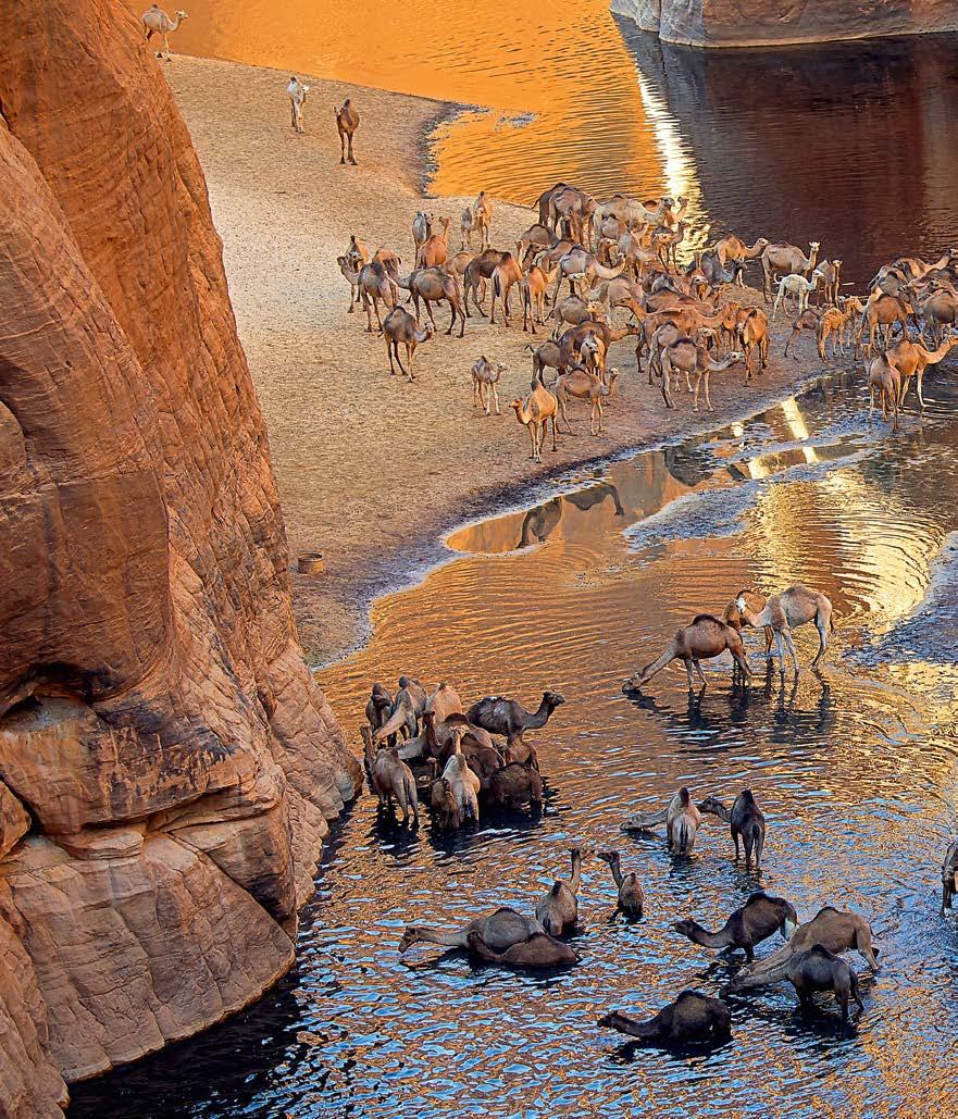 Every day, hundreds of camels visit the gorge of Archi in the Ennedi