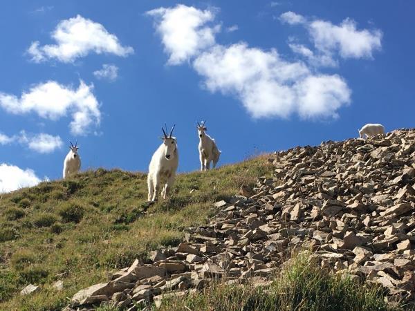 Background Over the objection of the Forest Service, mountain goats were transported by the Utah State Division of Wildlife Resources (UDWR) from the Tushar Range to a patch of State land on a south