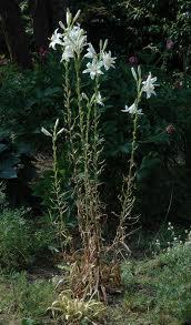 me bimë të tjera të familjes Liliaceae. Në zonat përreth qytetit të Tiranës dhe në Malin e Dajtit zambaku i egër është shumë i përhapur.