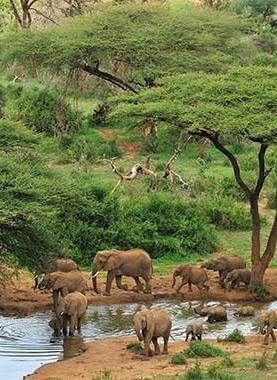 This Eid, leave on a journey to witness magnificence! Jungle safaris in the exotic national parks and wildlife sanctuaries of Kenya are a splendid way to spend an adventurous holiday.